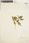 Rudgea cornifolia (Kunth) Standl., ECUADOR, F