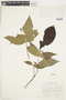 Rudgea cornifolia (Kunth) Standl., GUYANA, F
