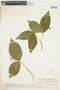 Rudgea cornifolia (Kunth) Standl., VENEZUELA, F