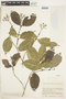 Rudgea cornifolia (Kunth) Standl., COLOMBIA, F