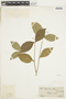 Rudgea cornifolia (Kunth) Standl., BRAZIL, F