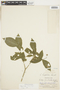 Rudgea cornifolia (Kunth) Standl., PERU, F