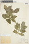 Rudgea cornifolia (Kunth) Standl., PERU, F