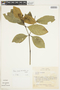 Rudgea coronata subsp. coronata, BRAZIL, F