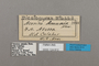 124812 Euriphene atossa labels IN