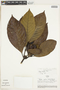 Rudgea grandifructa C. M. Taylor & Monsalve, COLOMBIA, F