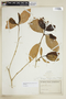 Rudgea jasminoides subsp. jasminoides, PARAGUAY, F