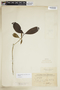 Rudgea jasminoides subsp. jasminoides, PARAGUAY, F
