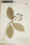 Rudgea jasminoides subsp. corniculata (Benth.) Zappi, BRAZIL, F