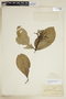 Rudgea jasminoides subsp. corniculata (Benth.) Zappi, BRAZIL, F
