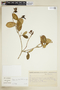 Rudgea minor subsp. minor, BRAZIL, F