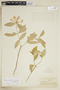Rudgea parquioides subsp. caprifolium (Zahlbr.) Zappi, BRAZIL, F