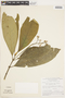 Rudgea stipulacea (DC.) Steyerm., Brazil, G. T. Prance 9728, F