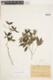Rudgea triflora Benth., BRAZIL, F