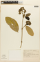 Rudgea viburnoides Benth., BRAZIL, F