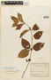 Sabicea villosa var. adpressa (Wernham) Standl., COLOMBIA, F