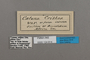 124814 Catuna crithea labels IN