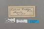 124815 Catuna crithea labels IN