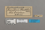 124816 Euryphura plautilla labels IN