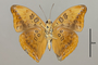 124816 Euryphura plautilla v IN