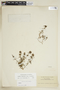 Staelia thymoides Cham. & Schltdl., PARAGUAY, F