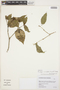 Rudgea cornifolia (Kunth) Standl., PERU, G. Haxaire 816, F
