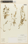 Rorippa nasturtium-aquaticum (L.) Hayek, PERU, F