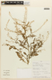 Rorippa palustris (L.) Besser, PERU, F