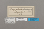 124823 Bebearia carshena labels IN