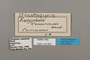 124825 Euriphene camarensis labels IN