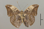 124830 Bebearia sophus v IN