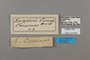 124833 Bebearia comus labels IN