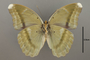 124838 Euphaedra harpalyce spatiosa v IN