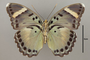 124847 Euphaedra rezia v IN