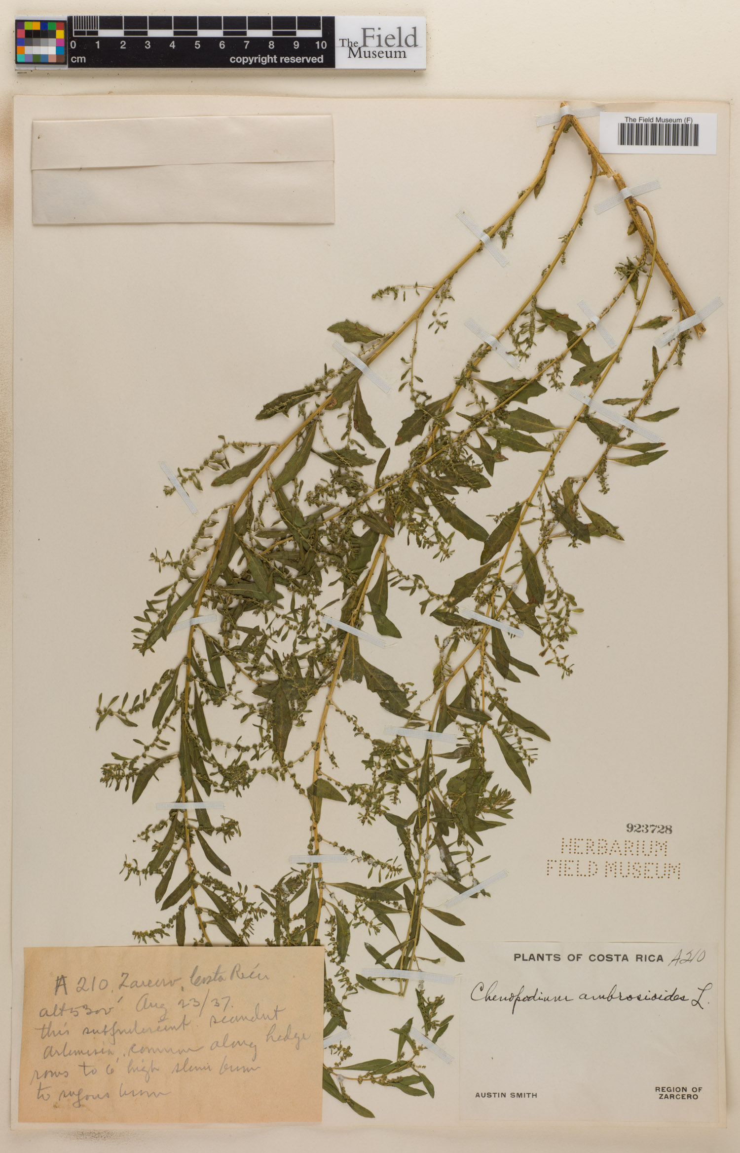 Chenopodium image