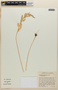 Chenopodium nuttalliae image