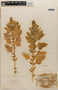 Chenopodium pueblense image