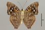 125182 Doxocopa agathina agathina v IN