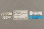 125182 Doxocopa agathina agathina labels IN