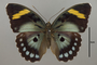 124849 Euphaedra francina d IN