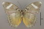 124851 Euphaedra afzelii v IN