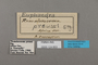 124853 Euphaedra preussi labels IN