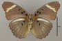 124853 Euphaedra preussi v IN