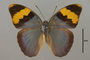 124857 Euphaedra neophron d IN