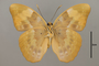 124857 Euphaedra neophron v IN