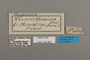 124889 Marpesia furcula oechalia labels IN