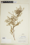 Rorippa palustris (L.) Besser, U.S.A., J. W. Thieret 2212, F