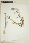Rorippa palustris (L.) Besser, U.S.A., F. R. Filek 46, F