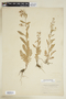 Rorippa palustris (L.) Besser, U.S.A., L. M. Umbach, F