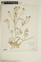 Rorippa sylvestris (L.) Besser, U.S.A., F